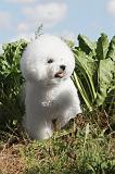 BICHON FRISE 070